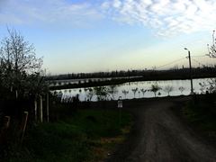 Floarea Popestiului 20 - 20 apr.